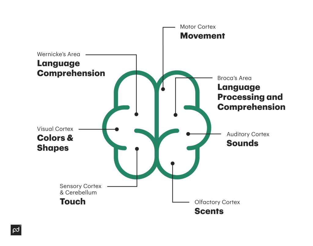 Infographic showing that illustrates the brain area that story can activate.